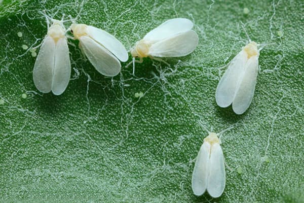 whitefly