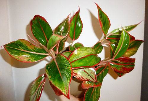 Aglaonema