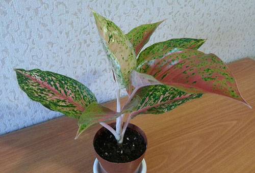 Aglaonema trapiantato