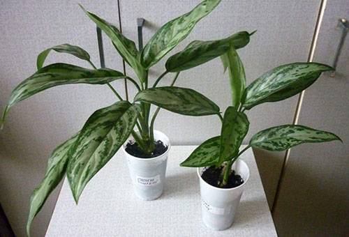 Riproduzione di aglaonema