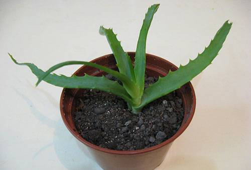 Aloe Piantato