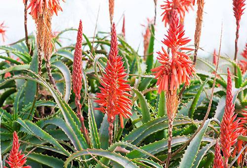 Aloe Fiorito