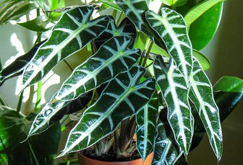 Alocasia alla luce ambientale