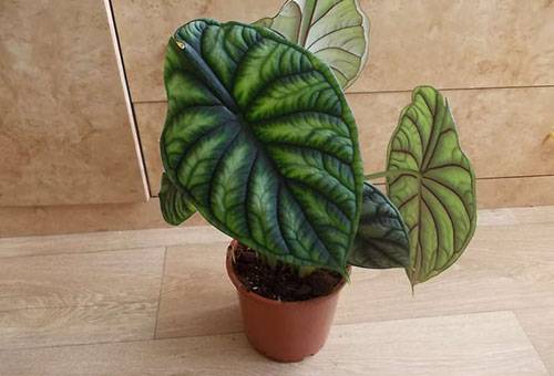 Alocasia in una piccola pentola