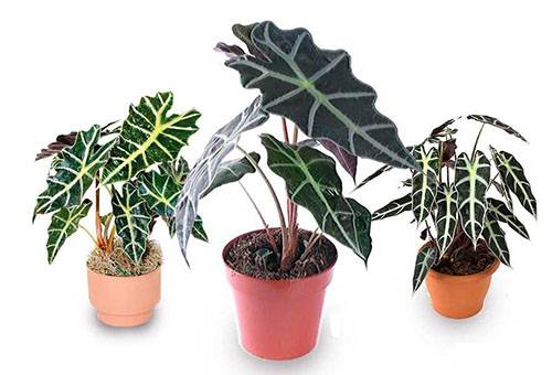 Alocasia in vasi diversi