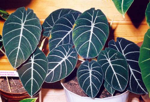 Varietà di Alocasia Velluto