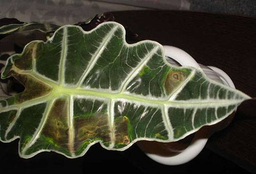 Alocasia foglia malata