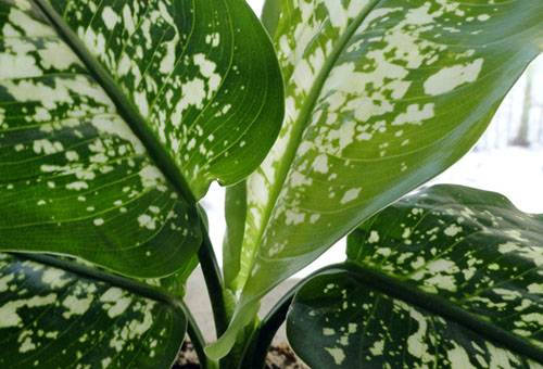 Foglie di Dieffenbachia