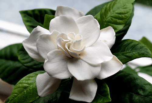 Fiore di gardenia