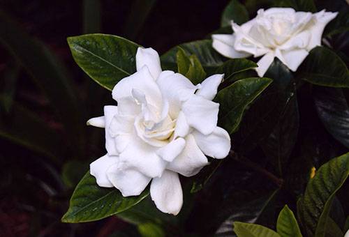 Gardenia in fiore