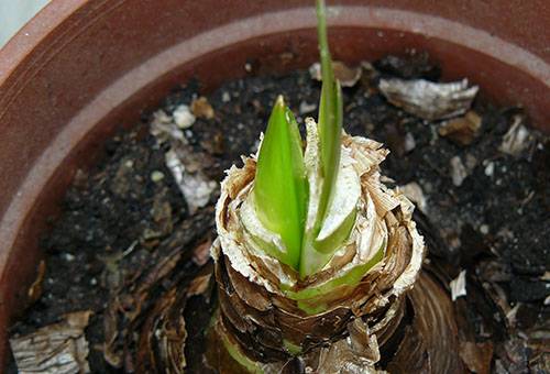 Germoglio di cipolla di hippeastrum