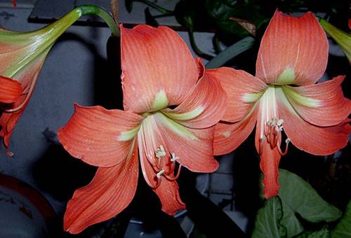 Fiori di hippeastrum