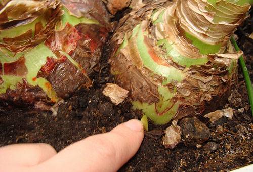 Trapianto e riproduzione di hippeastrum