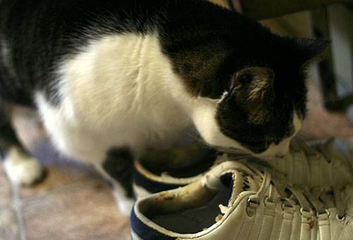 Cat sniffs shoes