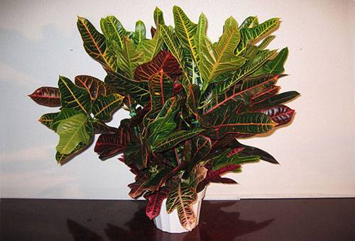 Croton in una pentola di ceramica