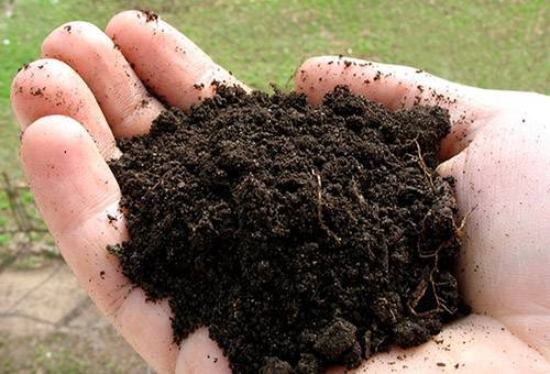 Terreno di trapianto di piante