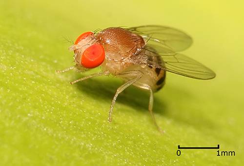 drosophila