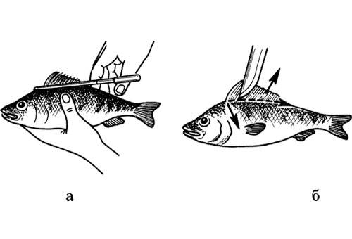 Come pulire il pesce persico