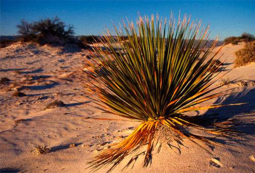 Nolina nel deserto