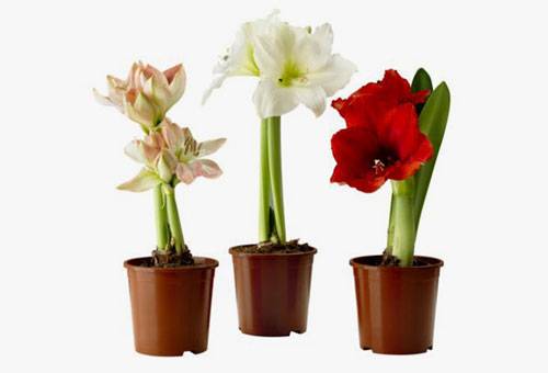 Specie di Amaryllis