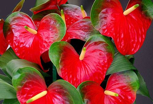 Anthurium Andre