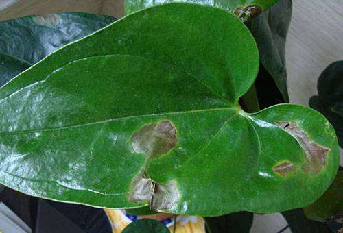 Anthurium Leaf danneggiato