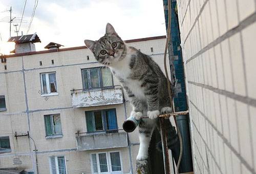 Gatto vicino al balcone