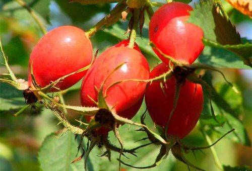 rosa canina