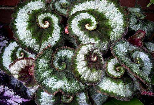  Begonia Snail (Escargo)