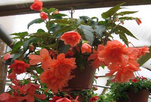 fiori di begonia rossa