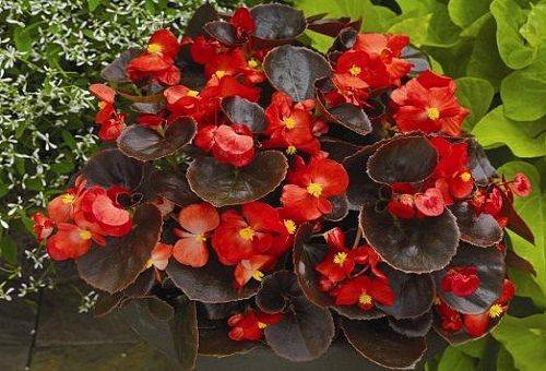 Begonia tuberosa