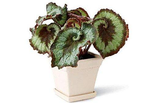 Mason Begonia