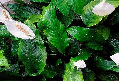 Spathiphyllum heliconious