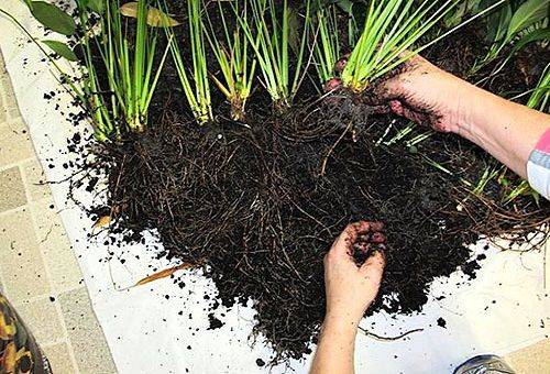 Trapianto e riproduzione di spathiphyllum