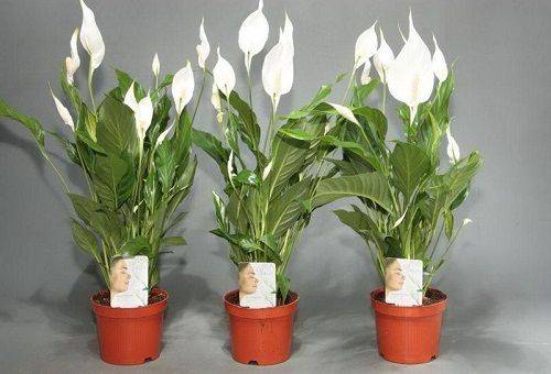 Spathiphyllum in vaso