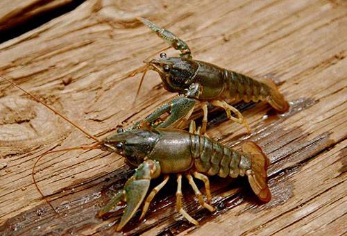 Two crayfish on the board