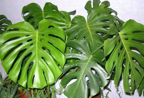 foglie di monstera