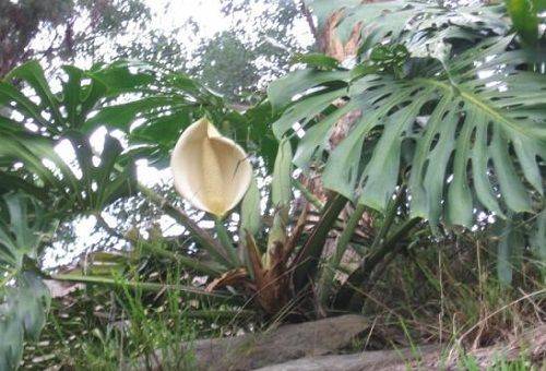 monstera gigante