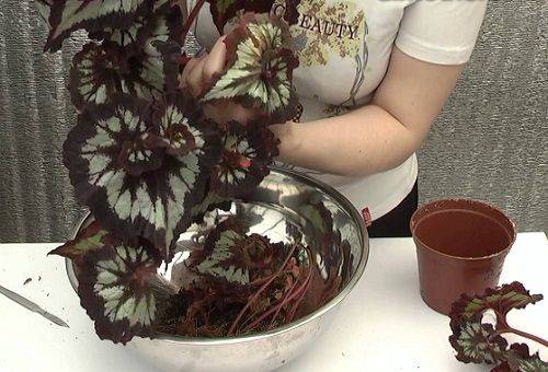 Trapianto di begonia