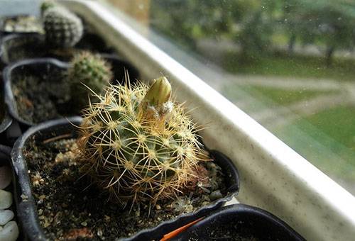 Cactus sul davanzale della finestra