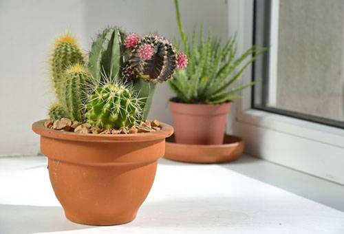 Diversi tipi di cactus in una pentola