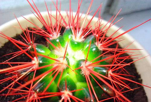 Cactus con aghi rossi