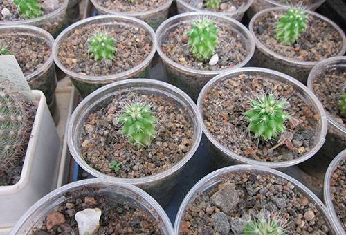 Piccoli cactus sradicati