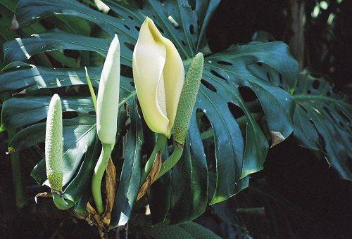 fiore di monstera