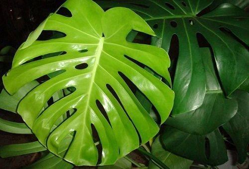 foglia di monstera