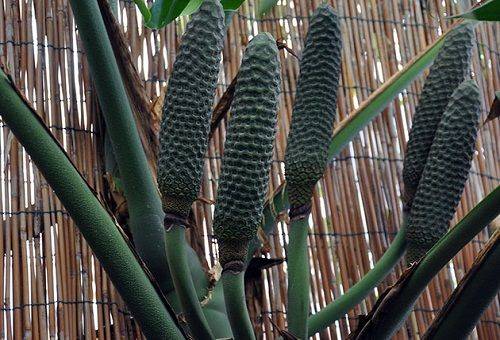 frutti di monstera