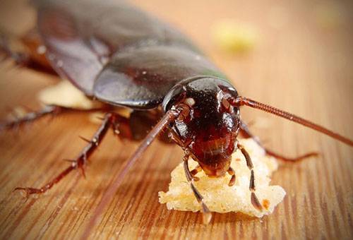 Scarafaggio che mangia esca