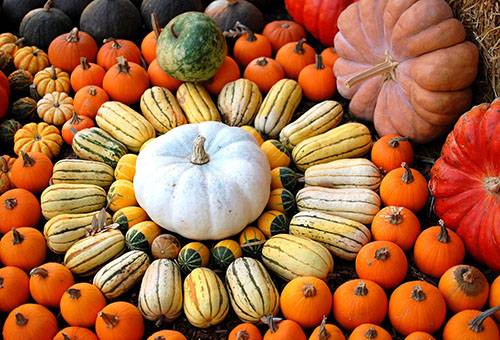 Diverse varietà di zucca