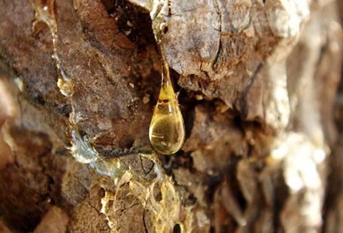 Resina su corteccia d'albero