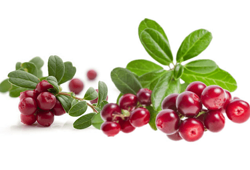  cowberry